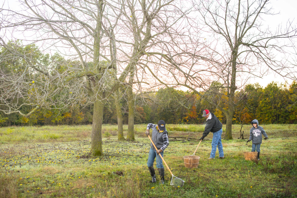 Hammons Black Walnuts Hammons Black Walnuts
