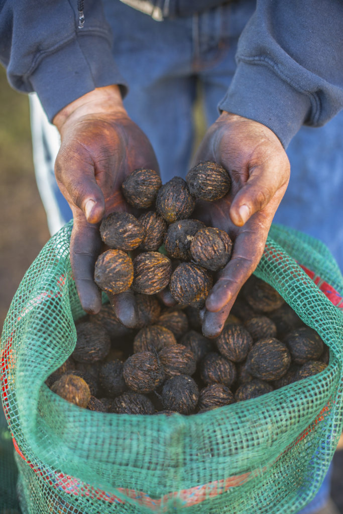 Black Walnut Crop Update October 15th, 2021 Hammons Black Walnuts