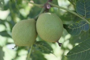 black walnut harvest, nuts, black walnuts