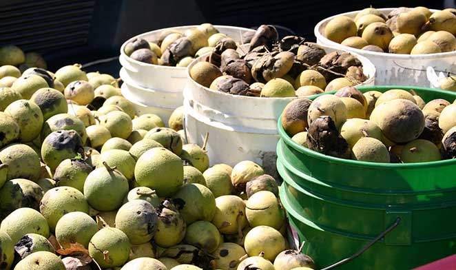 The Hunt for Black Walnuts Yields Highest-Ever Price and Tasty Treats -  Hammons Black Walnuts