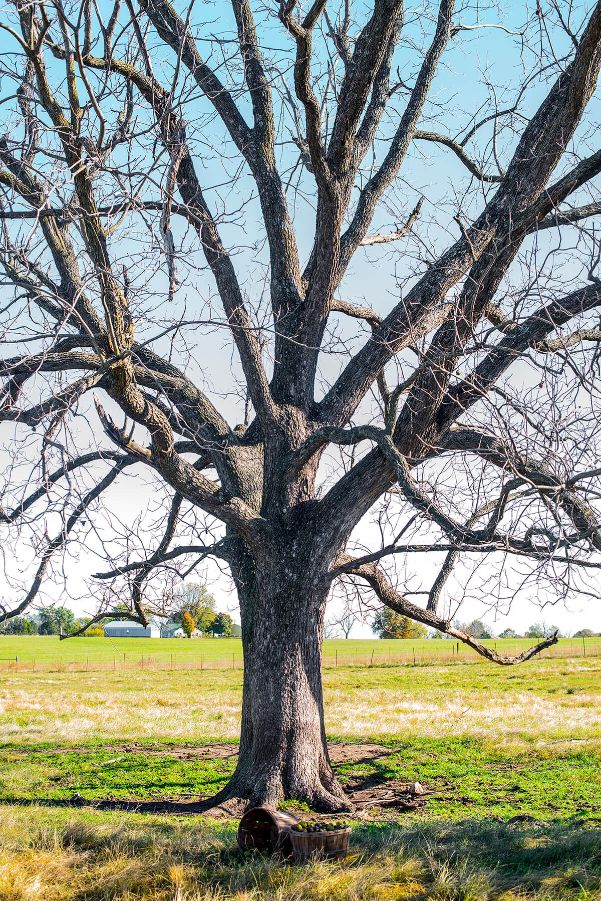 Cultivating Black Walnut Trees: A Complete Guide