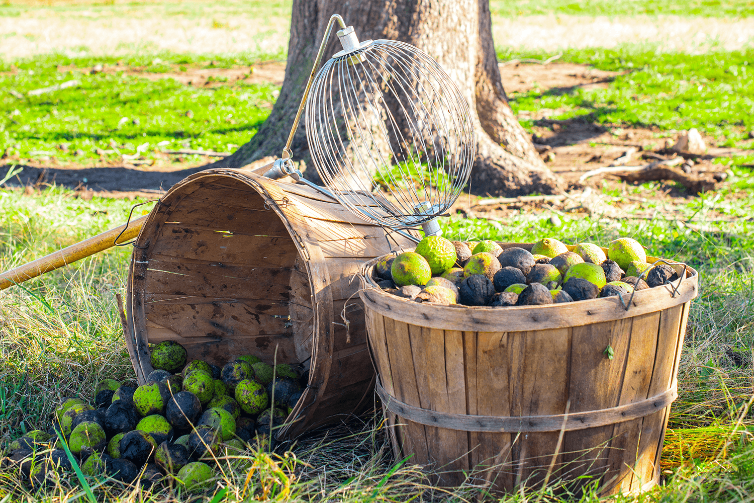 Everything There Is To Know About Black Walnut